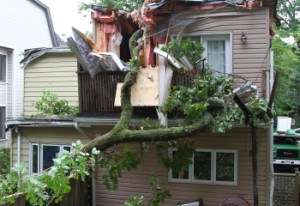 Emergency-Tree-Removal