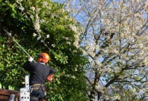 Tree Trimming, tree removal, tree services, tree cutting, tree pruning