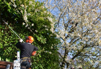 Tree Trimming Sydney - Sydney Urban Tree Services
