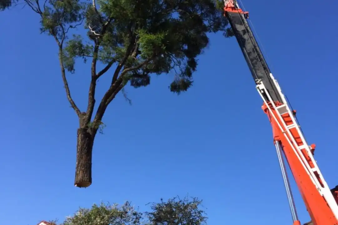 Tree Removal Pennant Hills