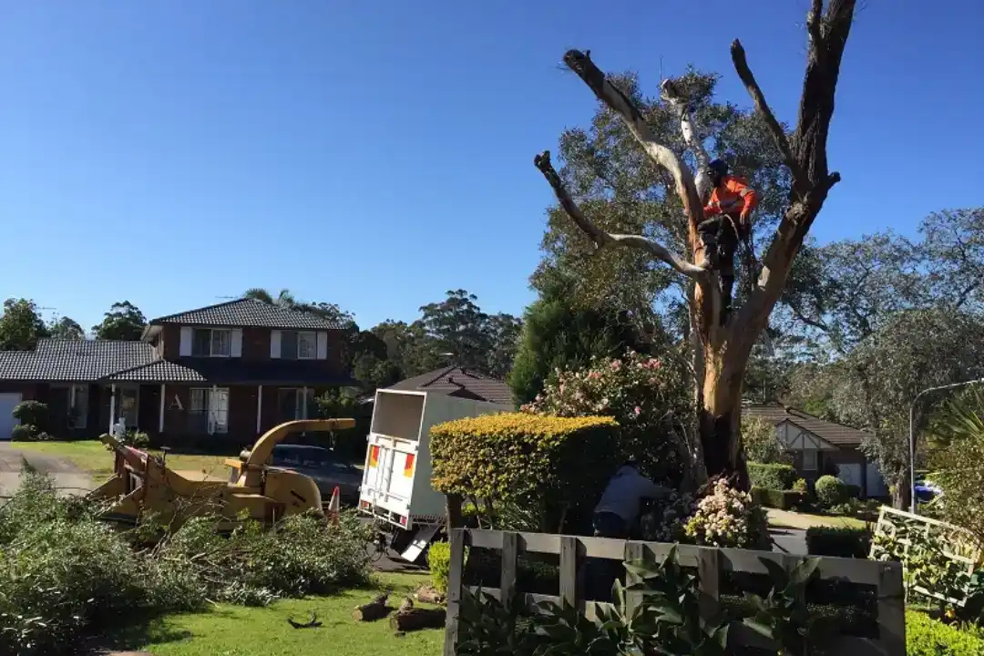 Tree Removal Western Sydney