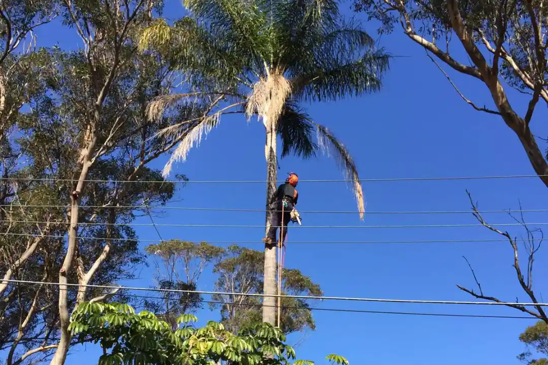 Tree Trimming Inner West