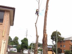 Tree_Removal (10)-min