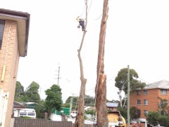 Tree_Removal (11)-min