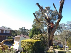 Tree_Removal (15)-min