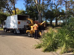 Tree_Removal (16)-min