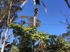 Tree_Removal (17)-min