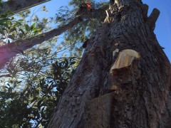 Tree_Removal (18)-min
