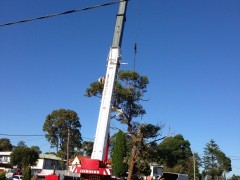 Tree_Removal (2)-min