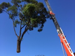 Tree_Removal (20)-min