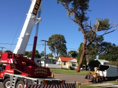 Tree_Removal (3)-min