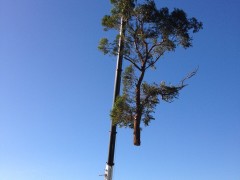 Tree_Removal (4)-min