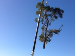 Tree_Removal (5)-min