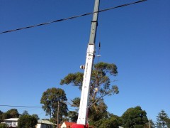 Tree_Removal (7)-min