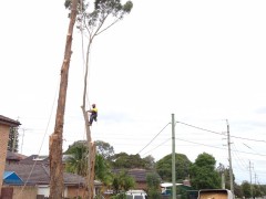 Tree_Removal (8)-min