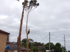 Tree_Removal (9)-min